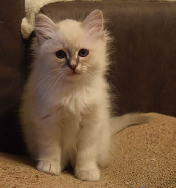 Tobias